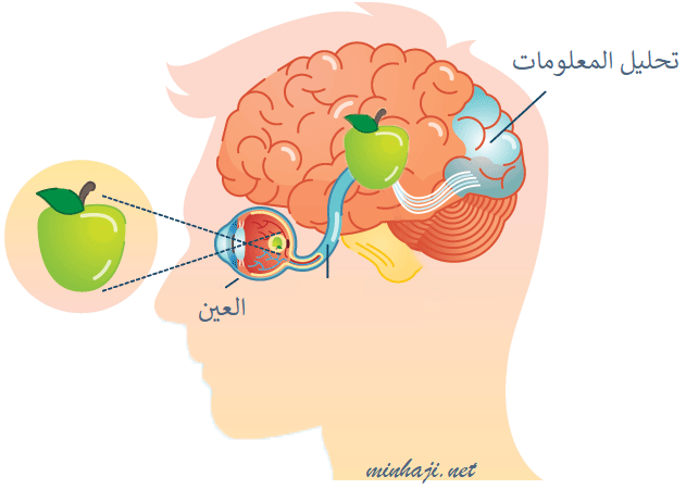 كيف تبصر العين